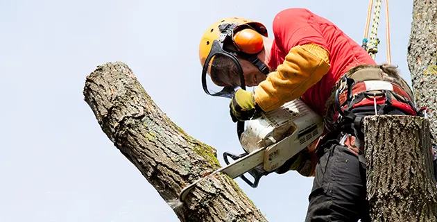Tree Removal Services